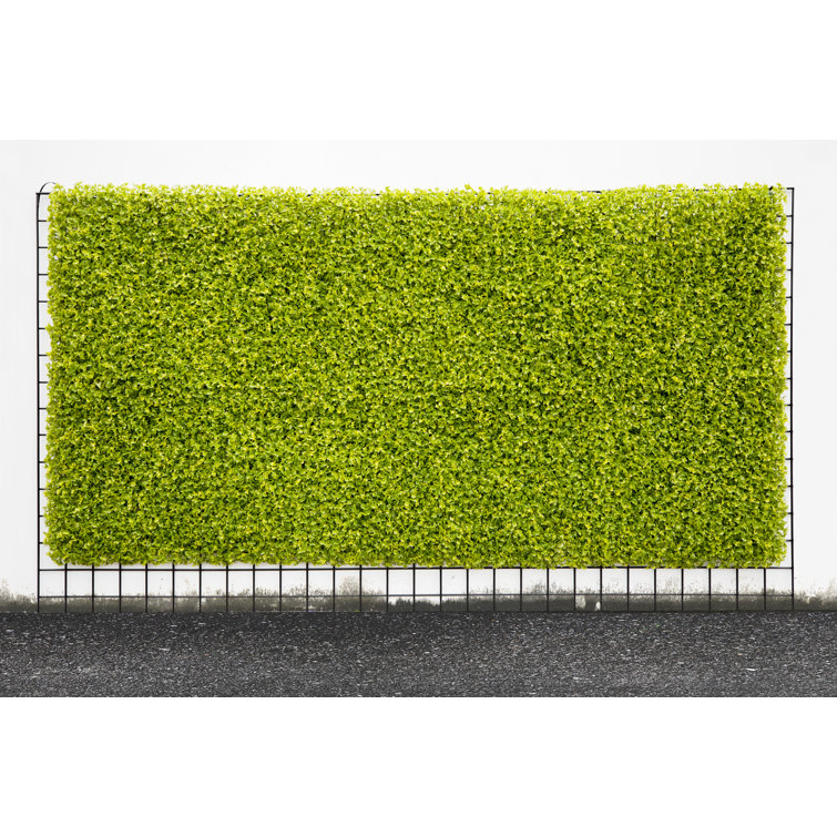 Primrue 20'' Faux Boxwood Hedge Wayfair Canada